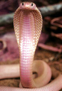 Siamese Cobra