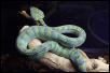 female waglers viper
