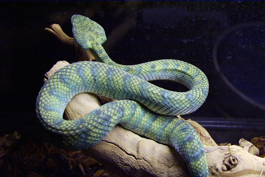female waglers viper