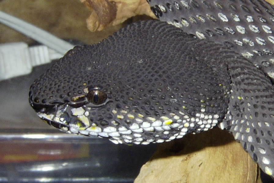 Trimeresurus purpureomaculatus