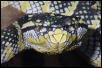 female sumatrian