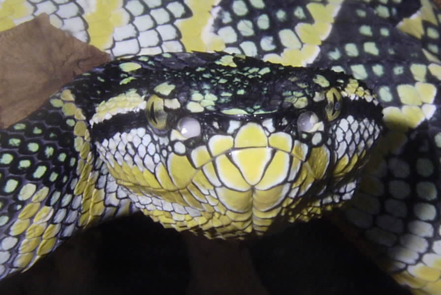 female sumatrian