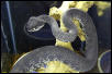 Trimeresurus purpureomaculatus