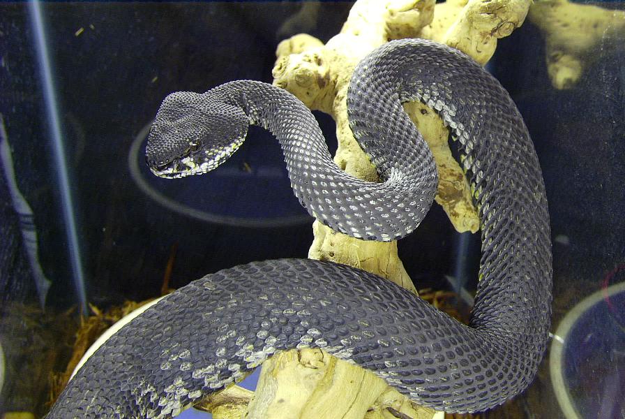 Trimeresurus purpureomaculatus