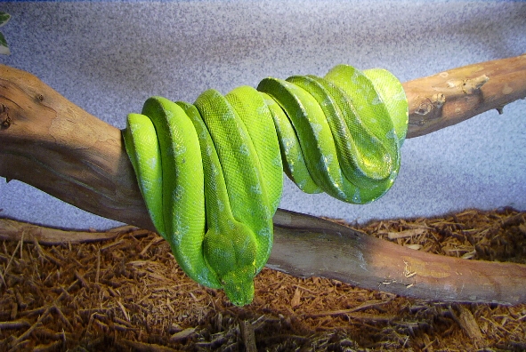 Chondros