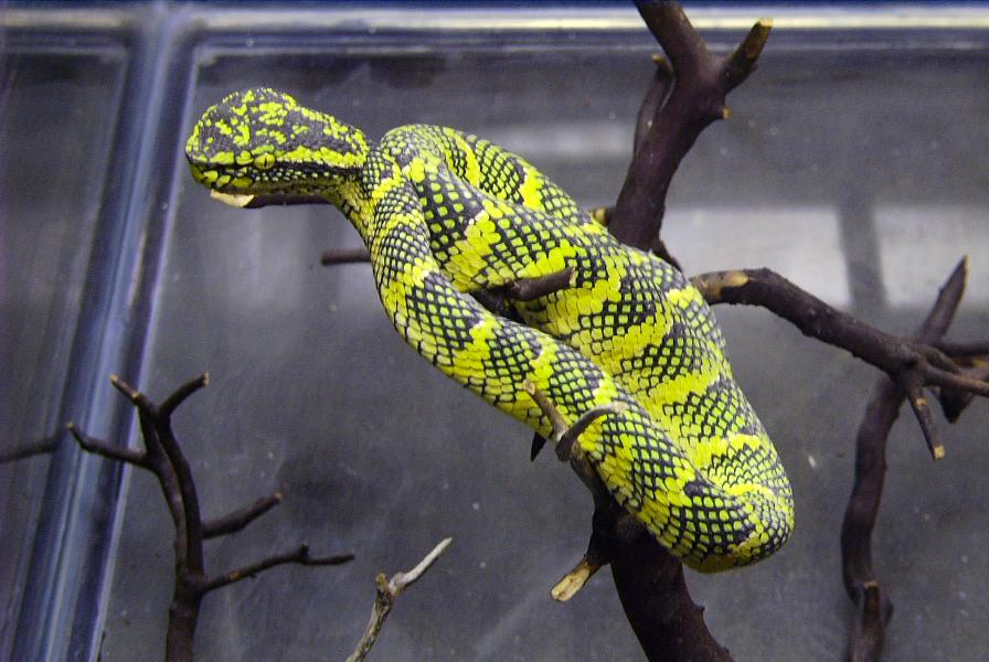 smaller sumatrian wagler