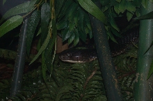 Brookfield Zoo, Chicago IL - King Cobra