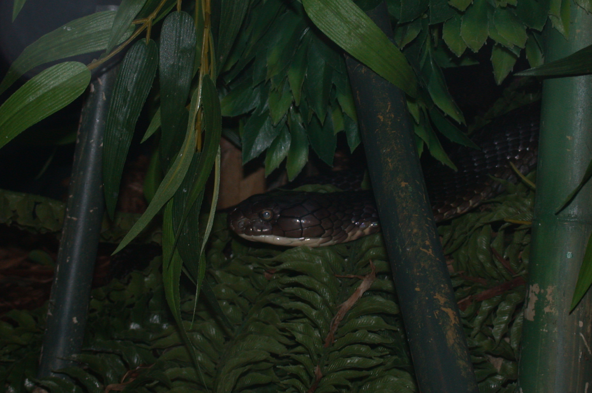 Brookfield Zoo, Chicago IL - King Cobra