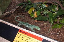 Brookfield Zoo, Chicago IL - Tree Monitor
