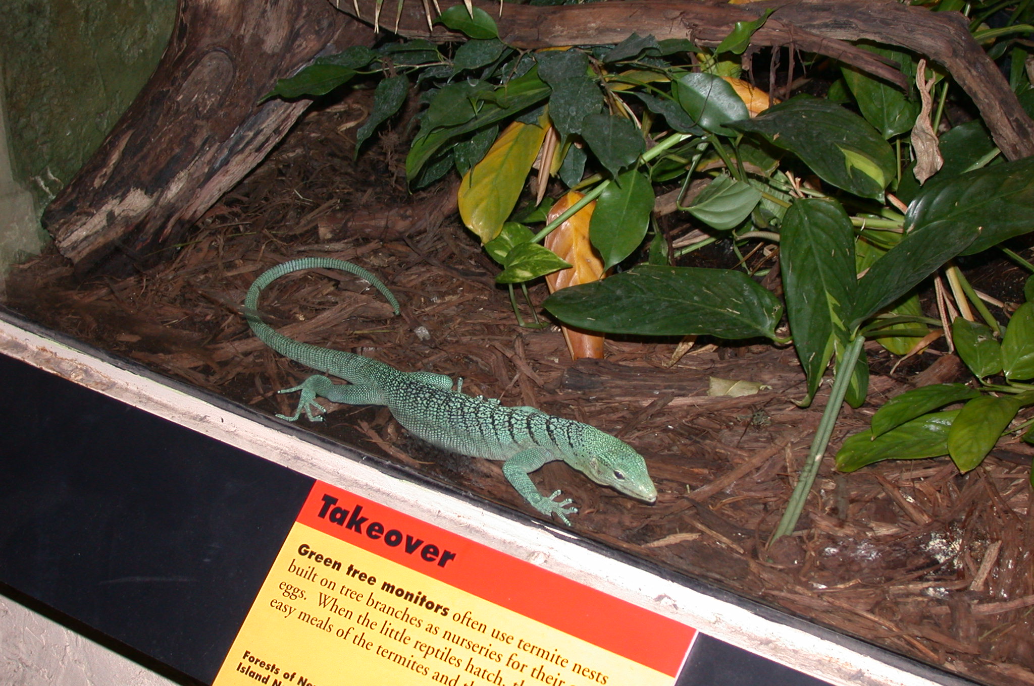 Brookfield Zoo, Chicago IL - Tree Monitor