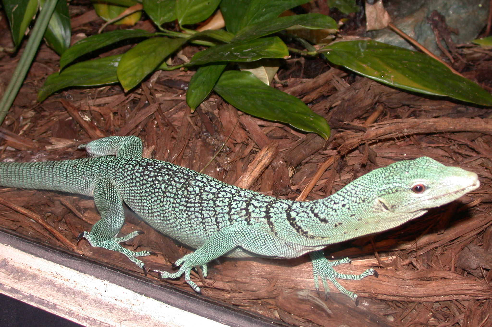 Brookfield Zoo, Chicago IL - Tree Monitor