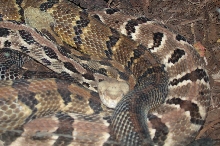 Brookfield Zoo, Chicago IL - Canebrake Rattlesnakes