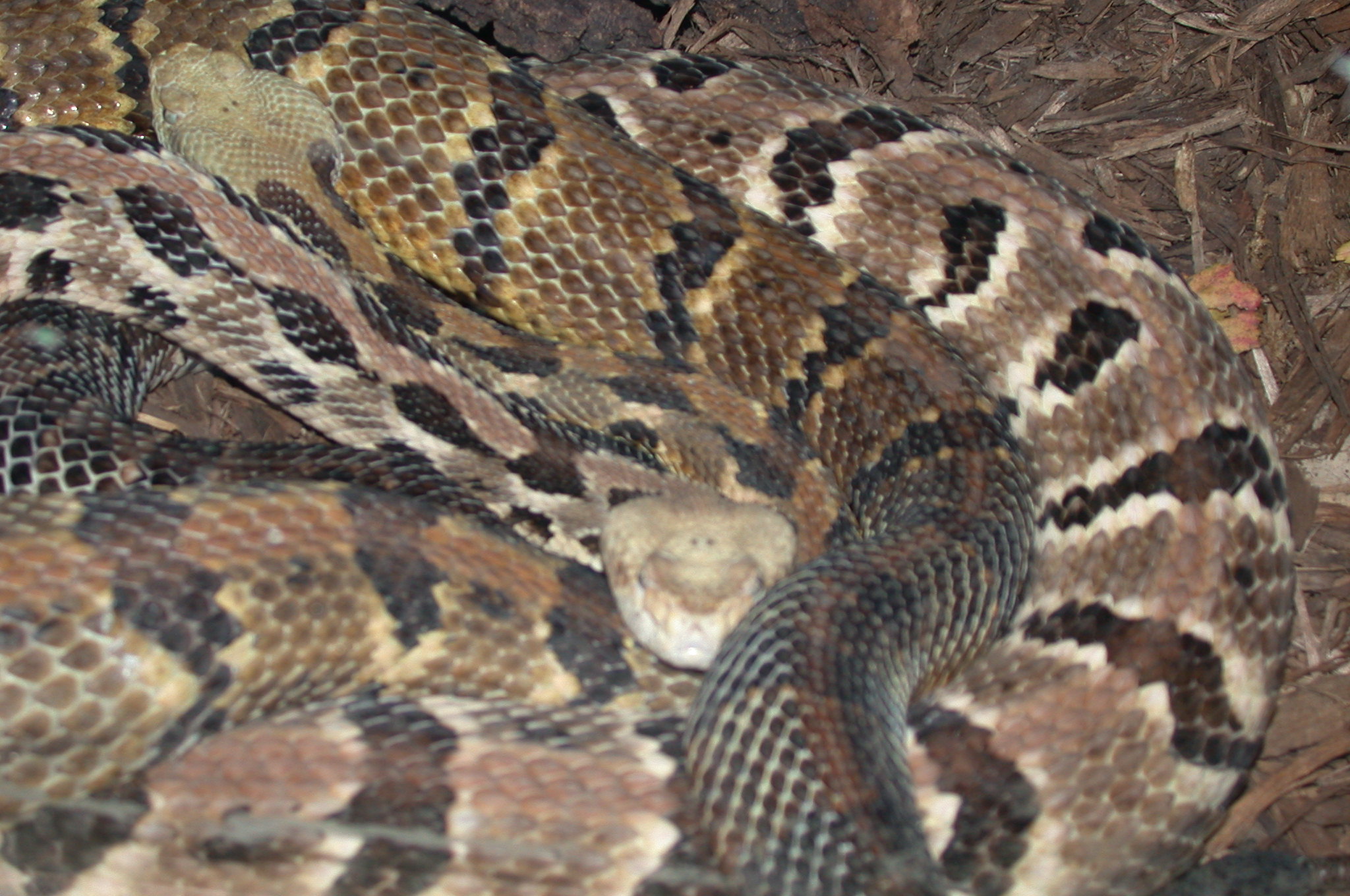 Brookfield Zoo, Chicago IL - Canebrake Rattlesnakes
