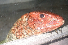 Brookfield Zoo, Chicago IL - Caiman Lizard