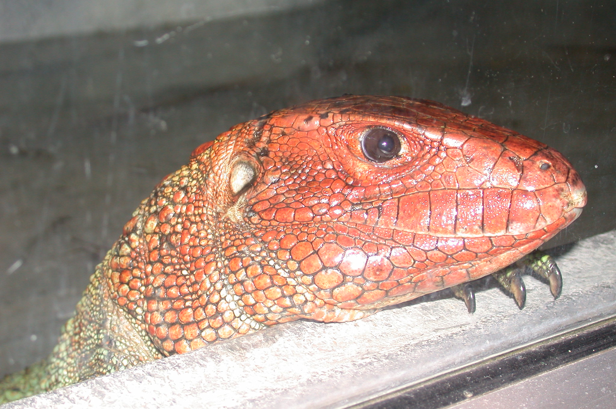 Brookfield Zoo, Chicago IL - Caiman Lizard