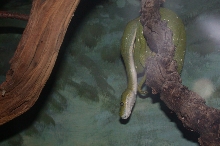 Brookfield Zoo, Chicago IL - Green Tree Python