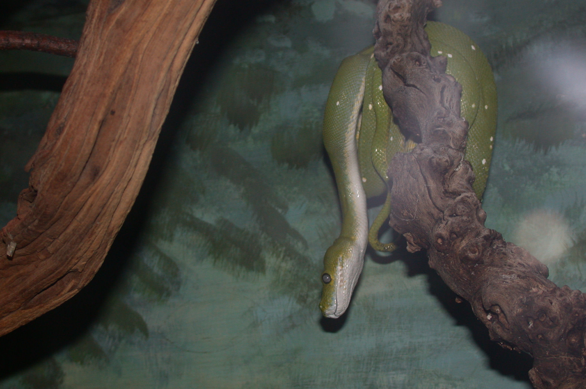 Brookfield Zoo, Chicago IL - Green Tree Python