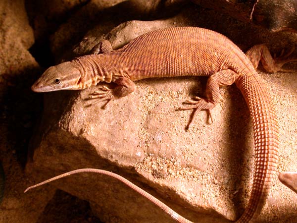 Yellow Ridgetailed Monitor