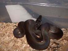 Black phase Whitelip Python