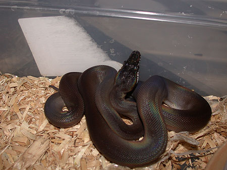 Black phase Whitelip Python