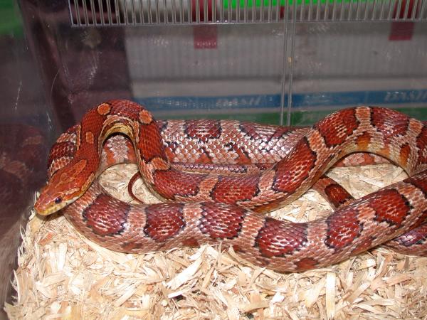 Adult Female Corn