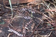 Yearling eastern milksnake in Peterborough, Ontario