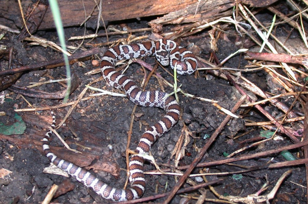 Yearling eastern milksnake in Peterborough, Ontario