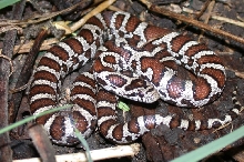 Yearling Eastern Milksnake.  Peterborough, Ontario, Canada