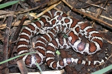 Yearling Eastern milksnake. Peterborough, Ontario, Canada