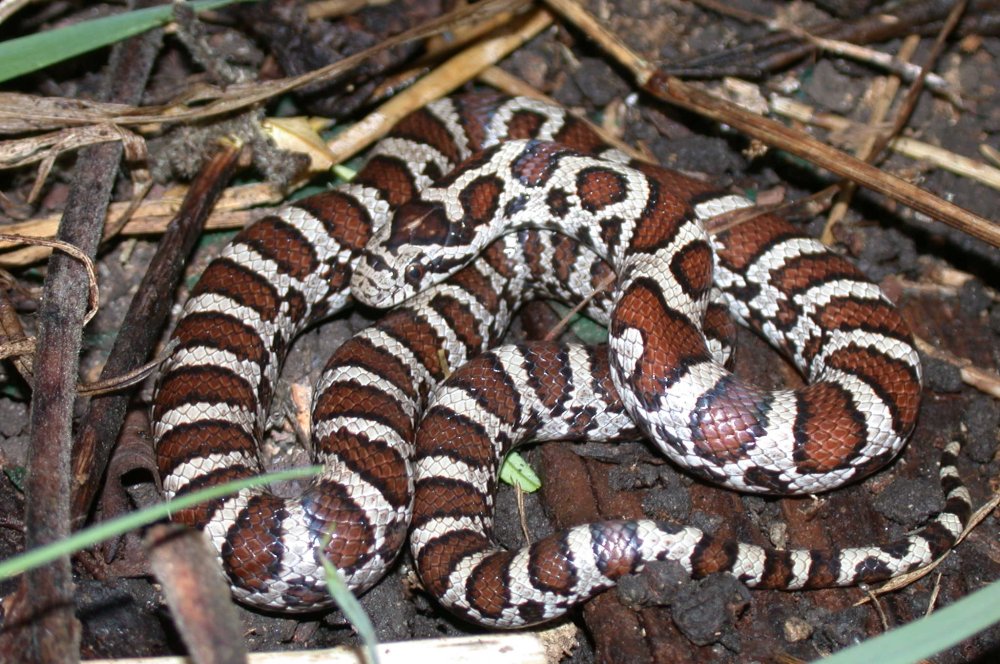Yearling Eastern milksnake. Peterborough, Ontario, Canada