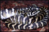 Irian Jaya Carpet Python