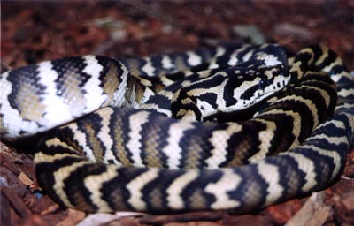 Irian Jaya Carpet Python