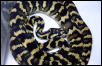 Irian Jaya Carpet Python