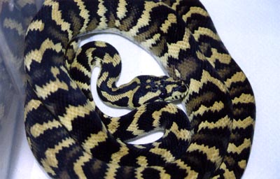 Irian Jaya Carpet Python