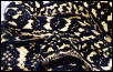 Jungle Carpet Python