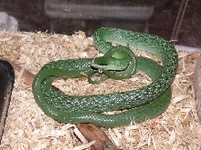 Male Rhino Ratsnake