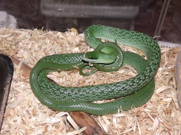 Male Rhino Ratsnake