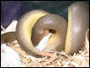 Rubber Boa Feeding