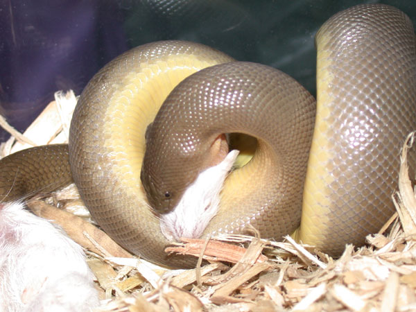 Rubber Boa Feeding