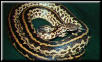 Pin-Striped Spotted Python