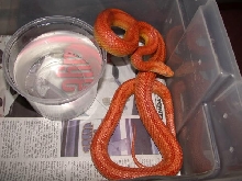 Male Albino Striped Corn Snake
