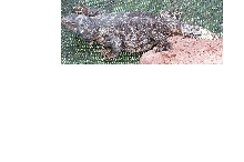 Angel Island Chuck 2