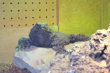 Male Chuck