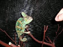 My Petri