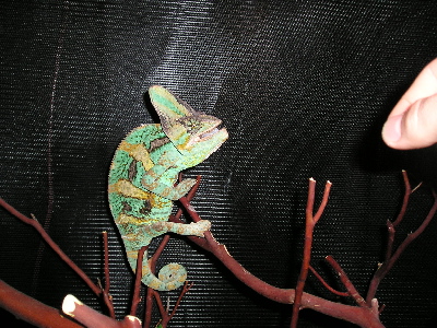 My Petri