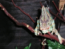 Petri