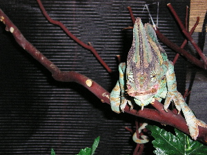 Petri