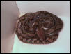 retic feeding pics