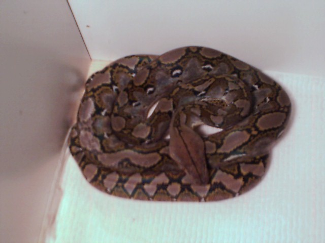 retic feeding pics