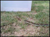 reticulated python